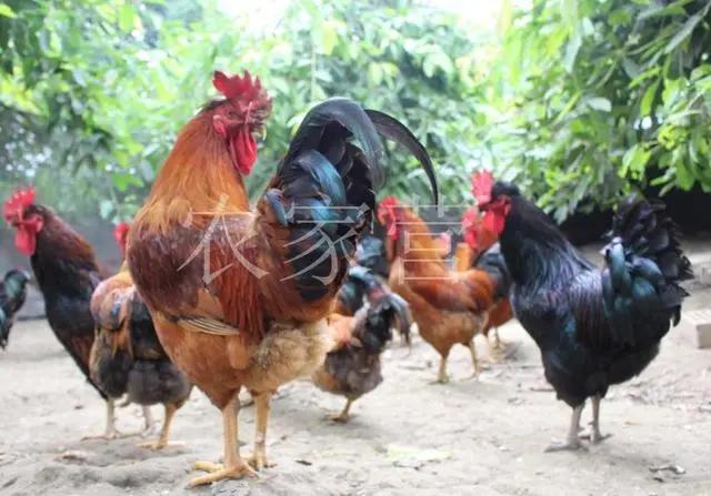 养土鸡该养什么鸡,养土鸡最好的养殖方法