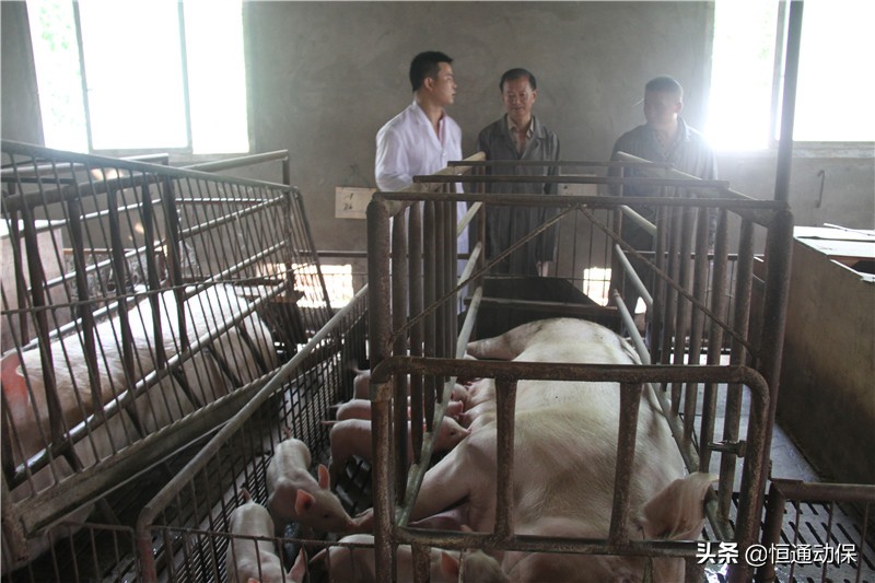 母猪产后坐月子,母猪坐月子