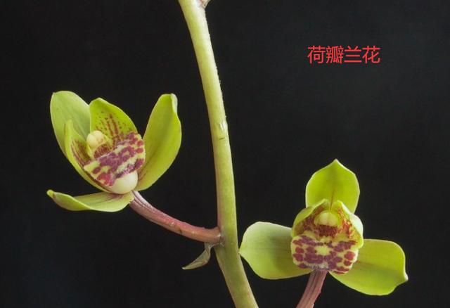 最名贵十种兰花品名及价格图片,十大名贵兰花有哪些品种