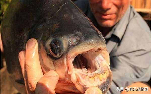 热带雨林亚马逊河食人鱼,亚马逊河的食人鱼吃人吗