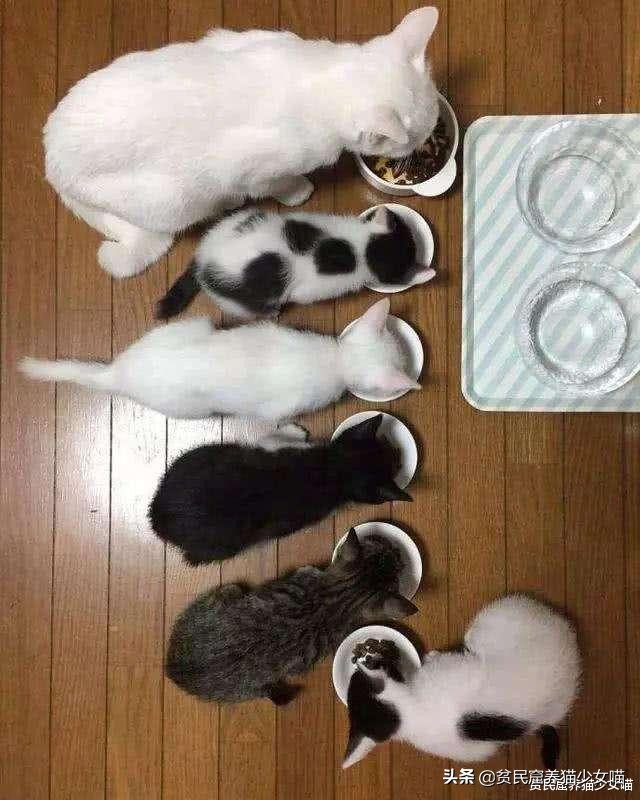 想要训练有效的基本原则,怎么训猫咪让它听话长记性