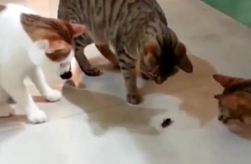 猫能把家里蟑螂抓完吗,家里有猫怎么预防蟑螂最有效方法