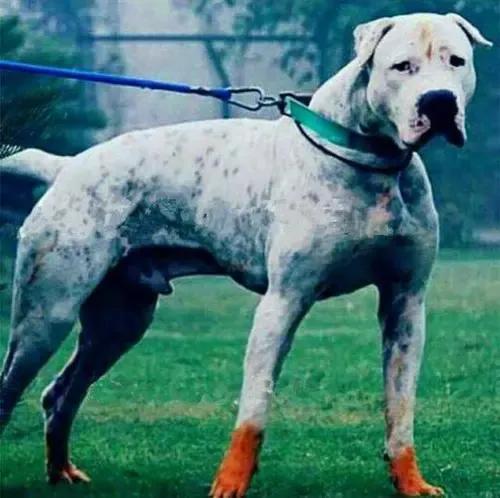 各国猛犬品种排名,各国品种猛犬