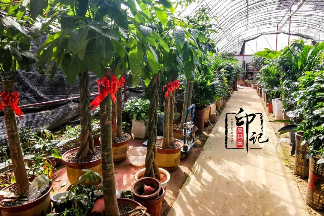 商丘道北花鸟批发市场,商丘花鸟宠物市场