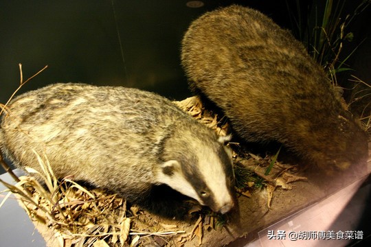 除了蝙蝠外的十二种野生动物,除了蝙蝠还有哪些野生动物不能吃