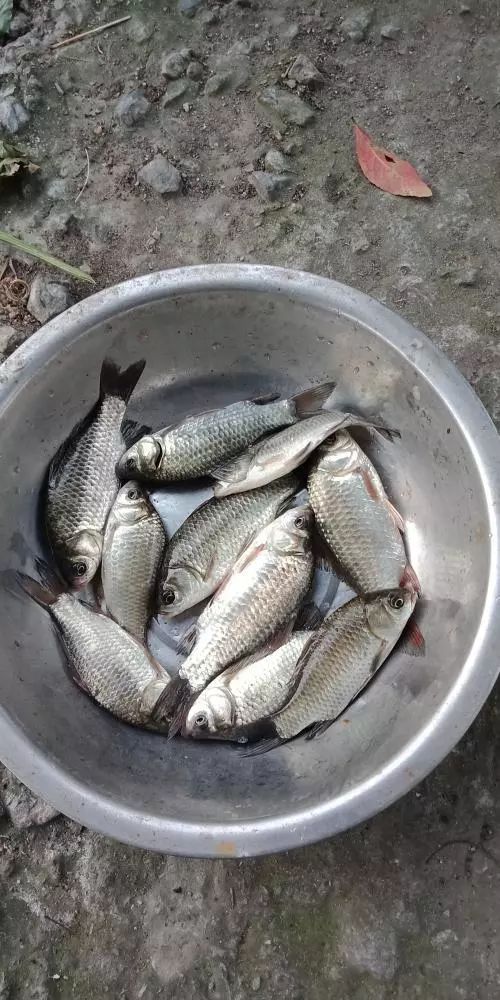 本汀财神鲫竿,本汀财神鲫完整版