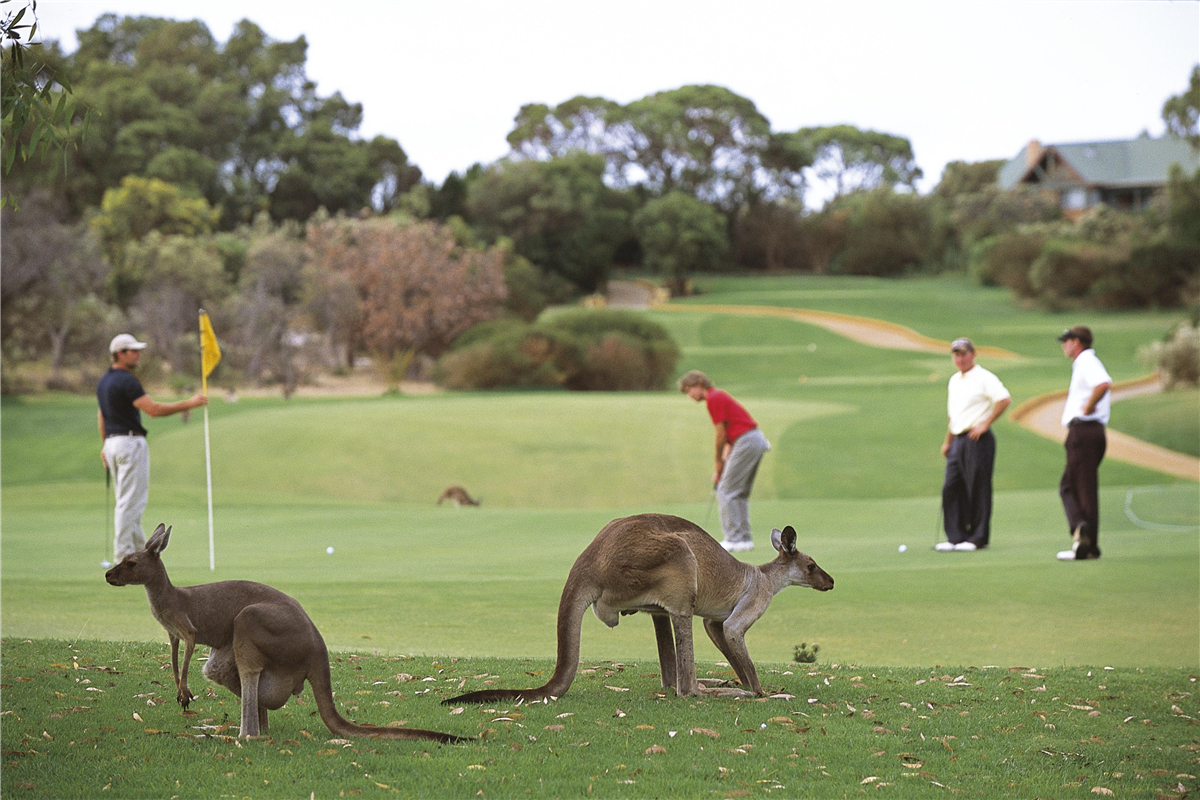澳大利亚袋鼠有多可怕 (袋鼠为什么称霸澳大利亚)