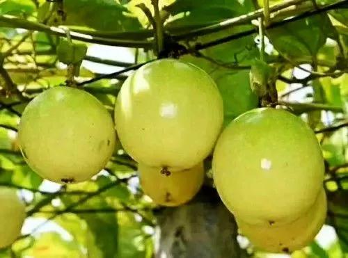 广西梧州最好的果园,梧州摘水果的地方