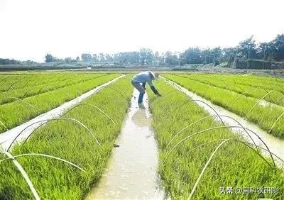 新冠疫情下，针对网络销售伪劣种子、套包种子，种企如何维权？