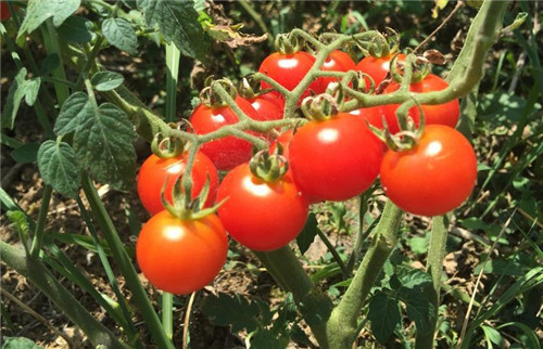 贵州酸汤牛肉的做法,贵州酸汤的7种做法