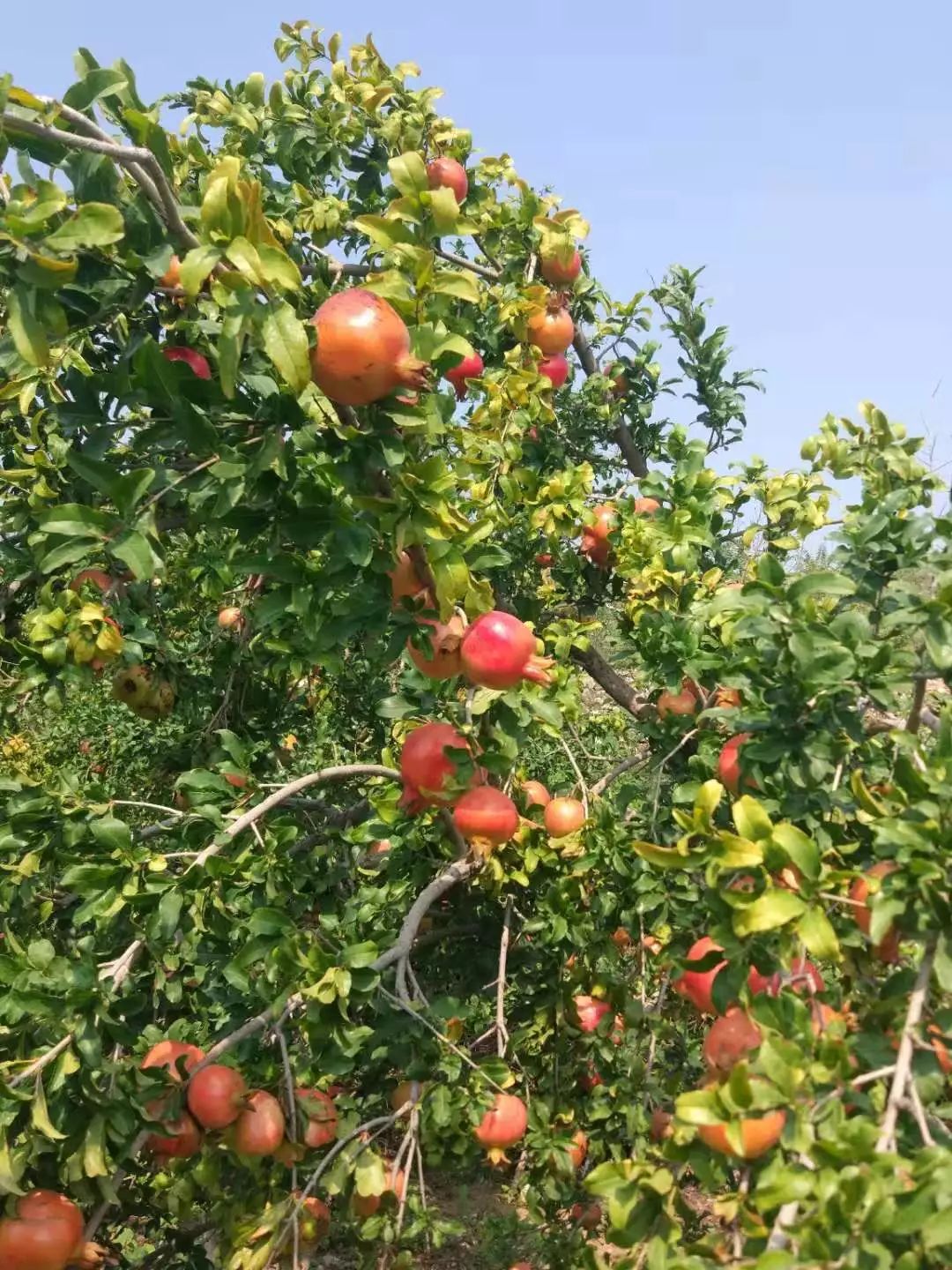 快来摘“喝”矿泉水长大的橘子石榴啦