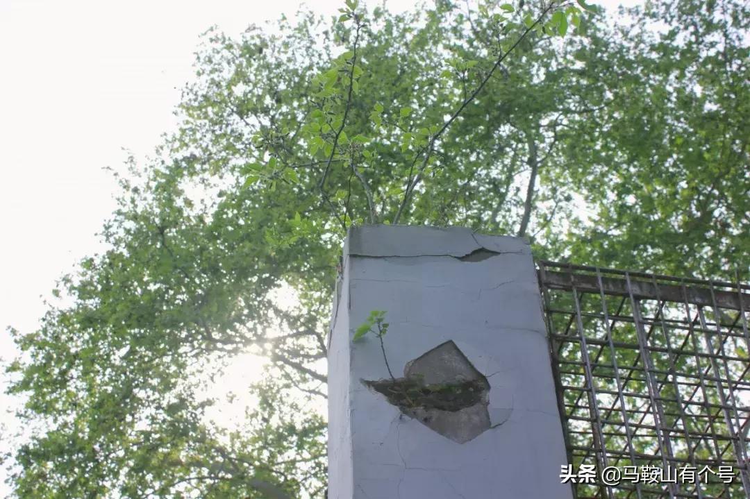 马鞍山特别大的动物园,马鞍山野生动物世界