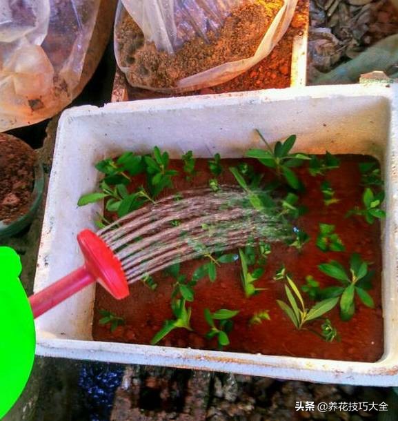 快死的杜鹃花还能救活吗,杜鹃花刚栽活就掉叶子怎么办