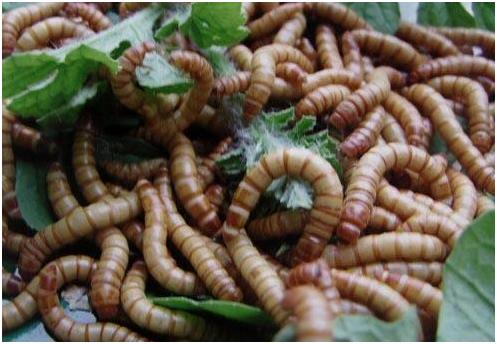 蛋白虫养殖致富项目是什么,最新农业致富项目蛋白虫靠谱吗