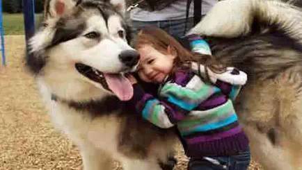 犬类图解,犬类大全100个视频