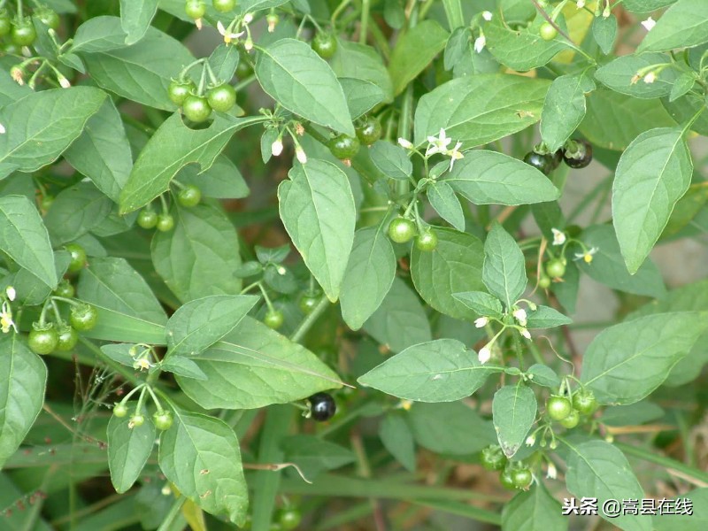 农村比较常见的中草药,农村不可碰的十种草药