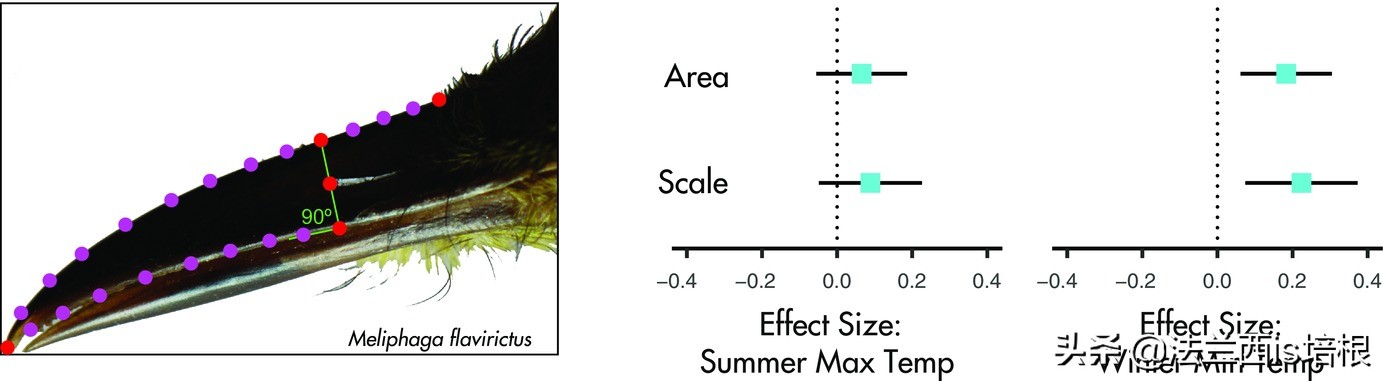 鸟嘴和人嘴有何不同,鸟喙和鸟嘴一样吗