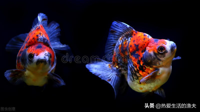 金鱼身上长一层白的是不是水霉,金鱼得了水霉没有加热棒怎么办