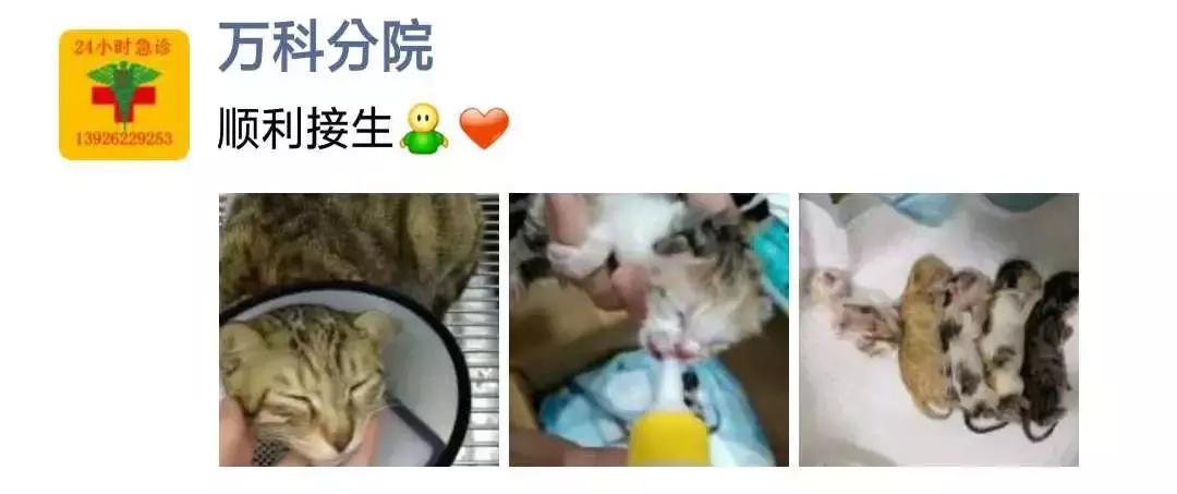 福懋动物医院香港路分院,福懋动物诊所猫咪疫苗