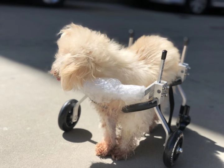 女子花25万元成功克隆宠物狗,女子花38万克隆去世的狗