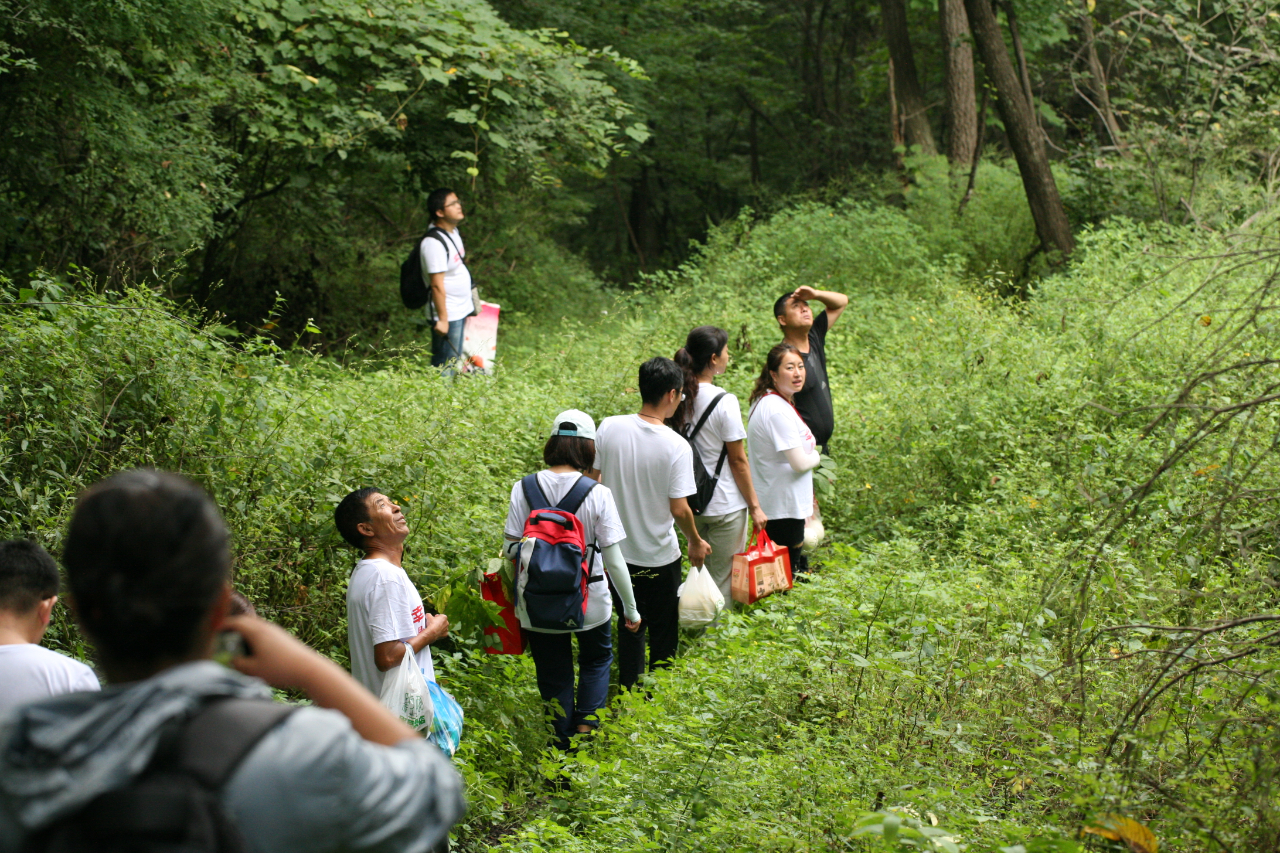 山参文化,野山参非遗