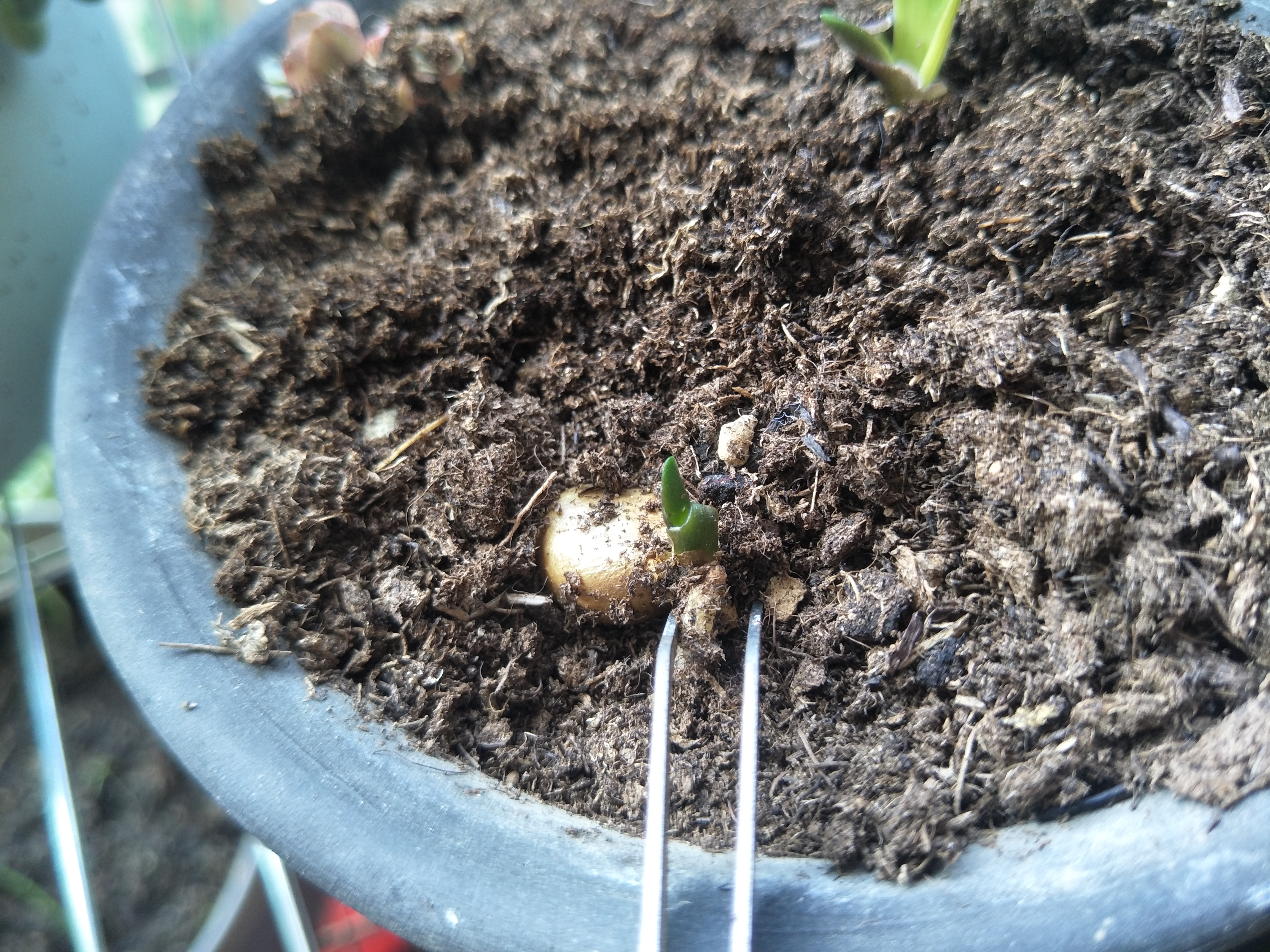 君子兰种子成熟后的播种方法,君子兰种子繁殖的方法常用