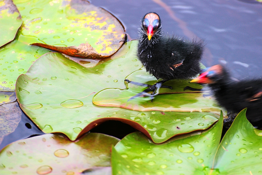 黑水鸡雏鸟图片,黑水鸡的可爱