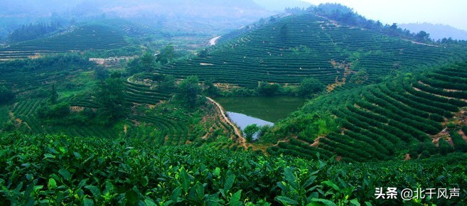 大悟精品茶,大悟品牌茶