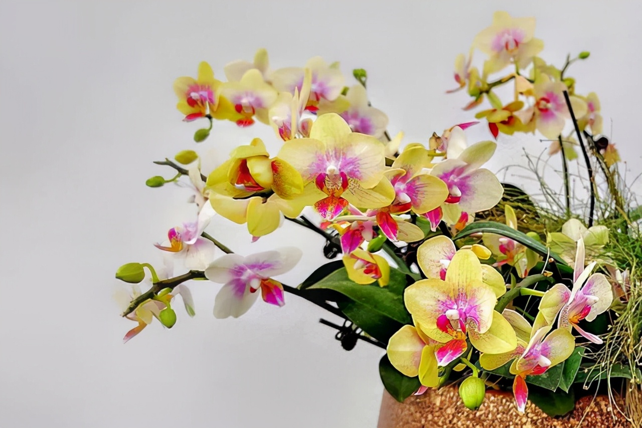 10月以后养什么花,这几种花省心省力养花新手看过来