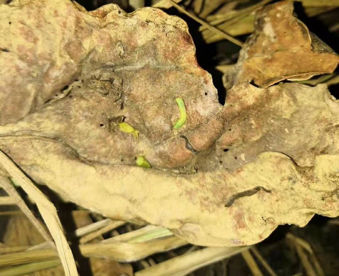 杀菌剂杀虫剂最佳组合,5种农药混配