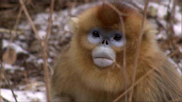 40部宝藏级bbc纪录片,bbc十大必看纪录片