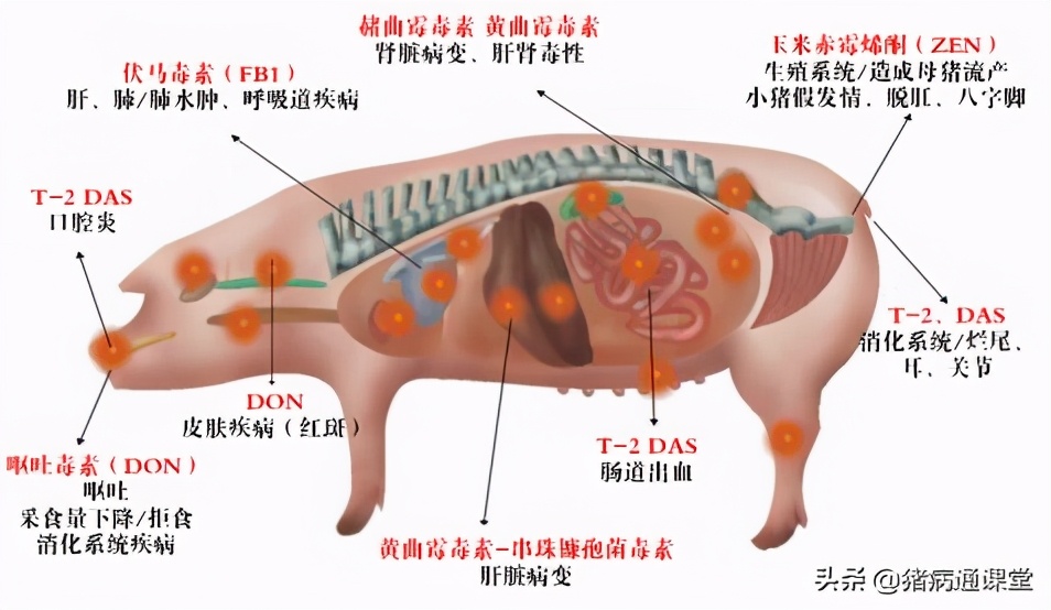 不同霉菌毒素对猪表现症状有异，细说霉菌毒素对猪的临床症状
