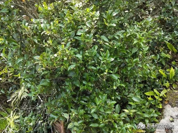 认识身边的中药材,认识中医寻找身边的中药