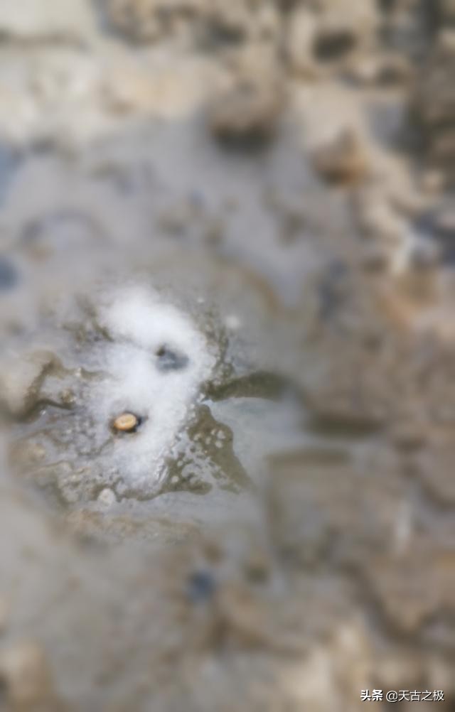 青岛赶海旅游攻略必去景点,青岛哪里有好玩的沙滩能赶海