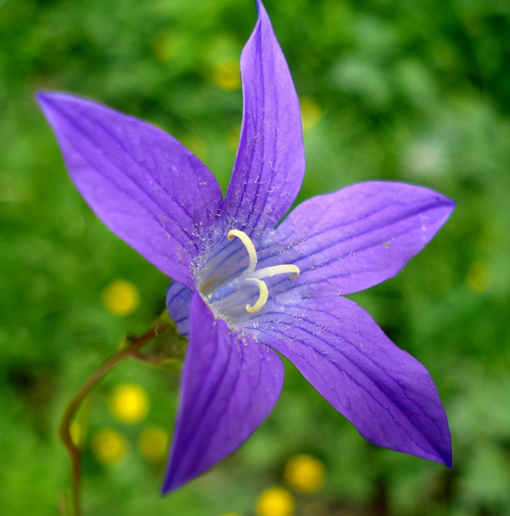 紫色风铃草花,有一种花叫风铃花它的花语
