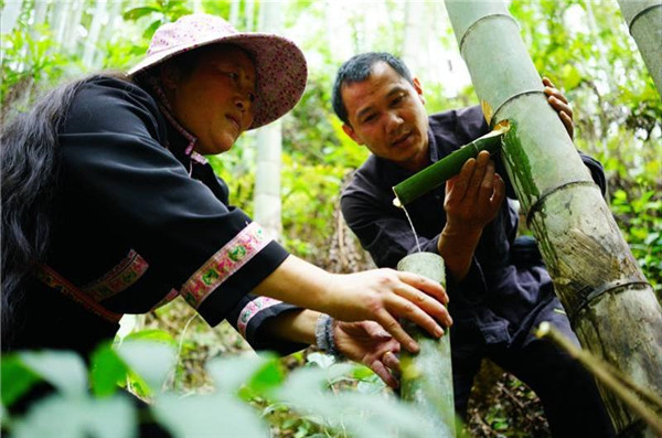 白酒灌进竹子里面会变质吗,酒倒入竹子竹子还能活吗