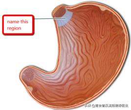 反流性食管炎吃药没有效果怎么办,反流性食管炎怎么吃药好得快