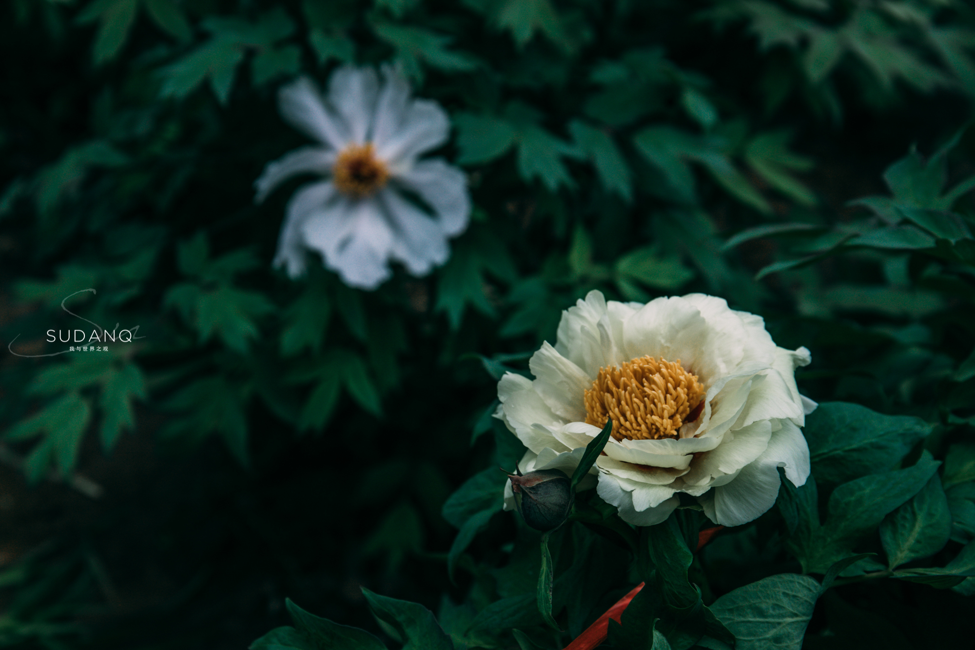 洛阳牡丹甲天下还有吗,洛阳牡丹甲天下的美景
