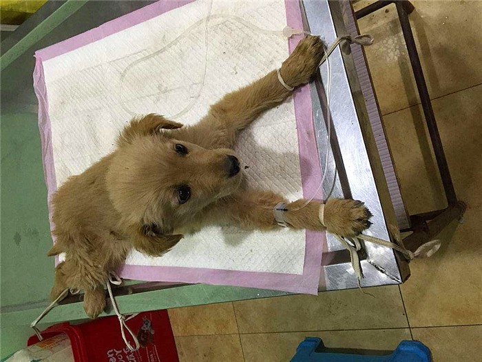 辟谣迷你狗的谣言,狗狗细小成犬后还会得吗