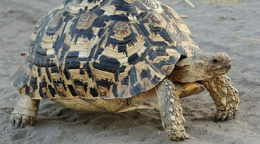 男子山里捡到乌龟养了七年照片,爬山捡到乌龟