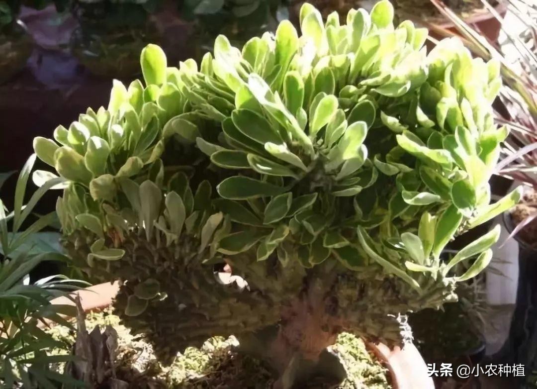 麒麟掌有毒吗,麒麟掌有没有毒性