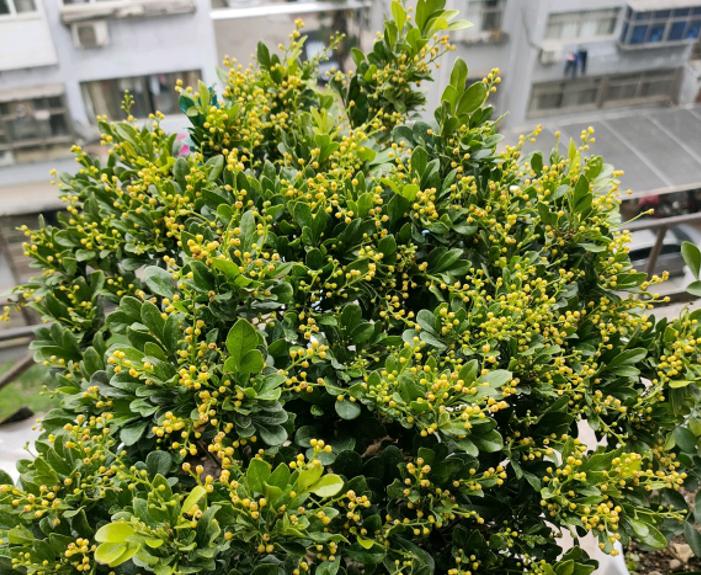 米兰怎样过冬,马上过冬了怎么养护花