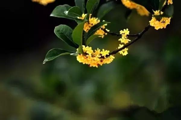 中国十大名花你认识几种呢,中国十大名花你喜欢哪种呢