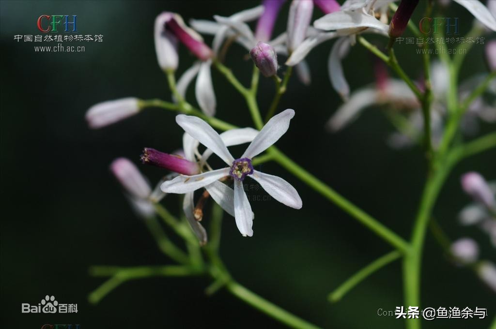 谷雨茶，香椿芽，春雨下，重温古诗中的那些美好！