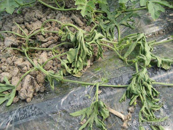 西瓜为什么炸那么多,西瓜为什么自己会炸