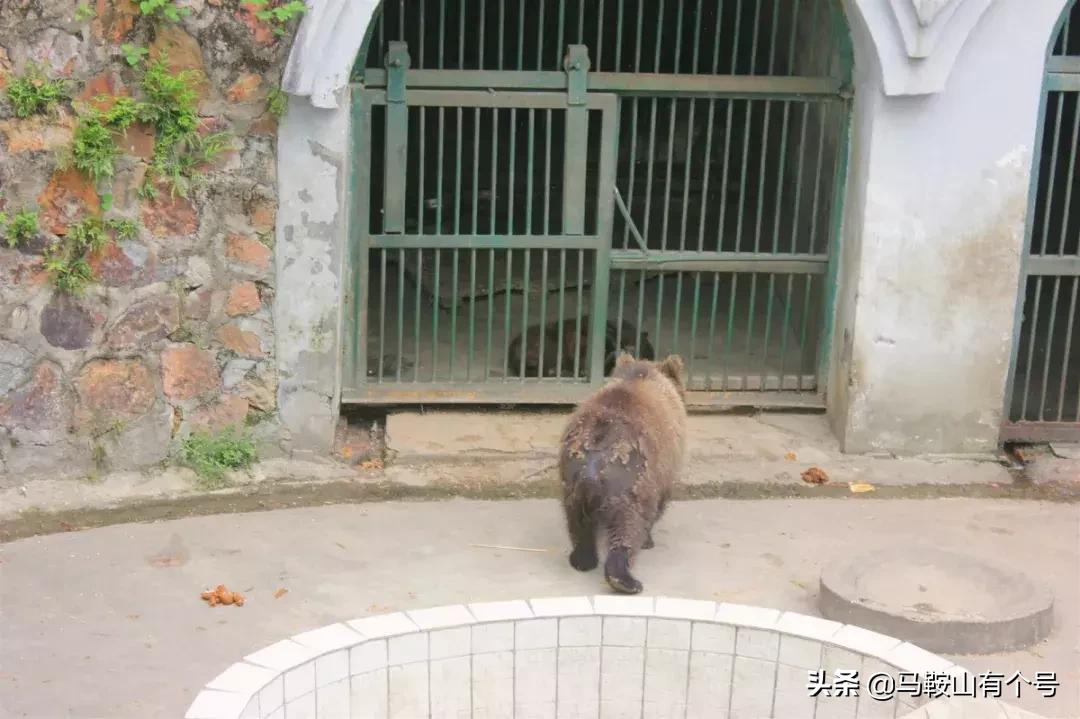 马鞍山特别大的动物园,马鞍山野生动物世界