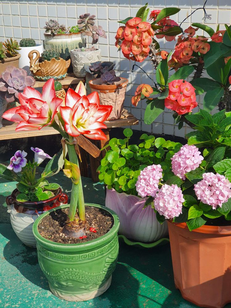 15平米露台改造成功案例,50平方楼顶改造露台和花园