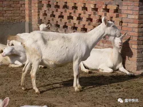 千亿奶山羊产业发展政策,中国奶山羊协会认定世界羊乳之都