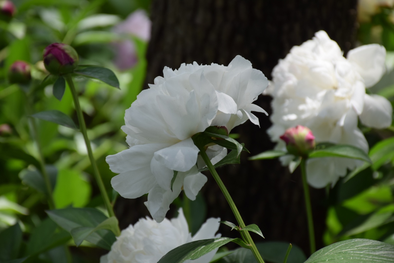 为什么你来北京我绝不建议你跟团