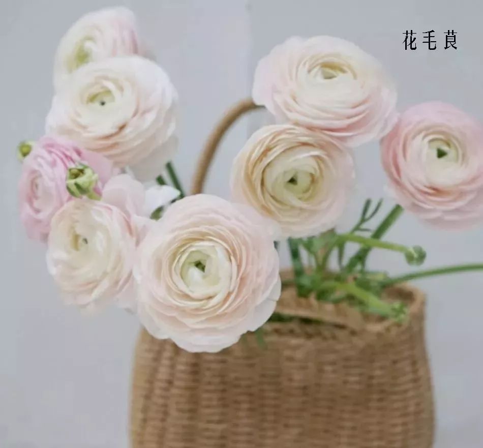 花店里同款的两种不同价格的花材,花店最容易被顾客误解的几种花材